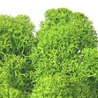 Wasabi