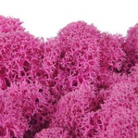Fuxia